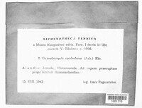 Umbilicaria spodochroa image